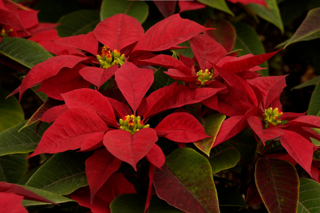 cây để bàn cho mệnh Thổ