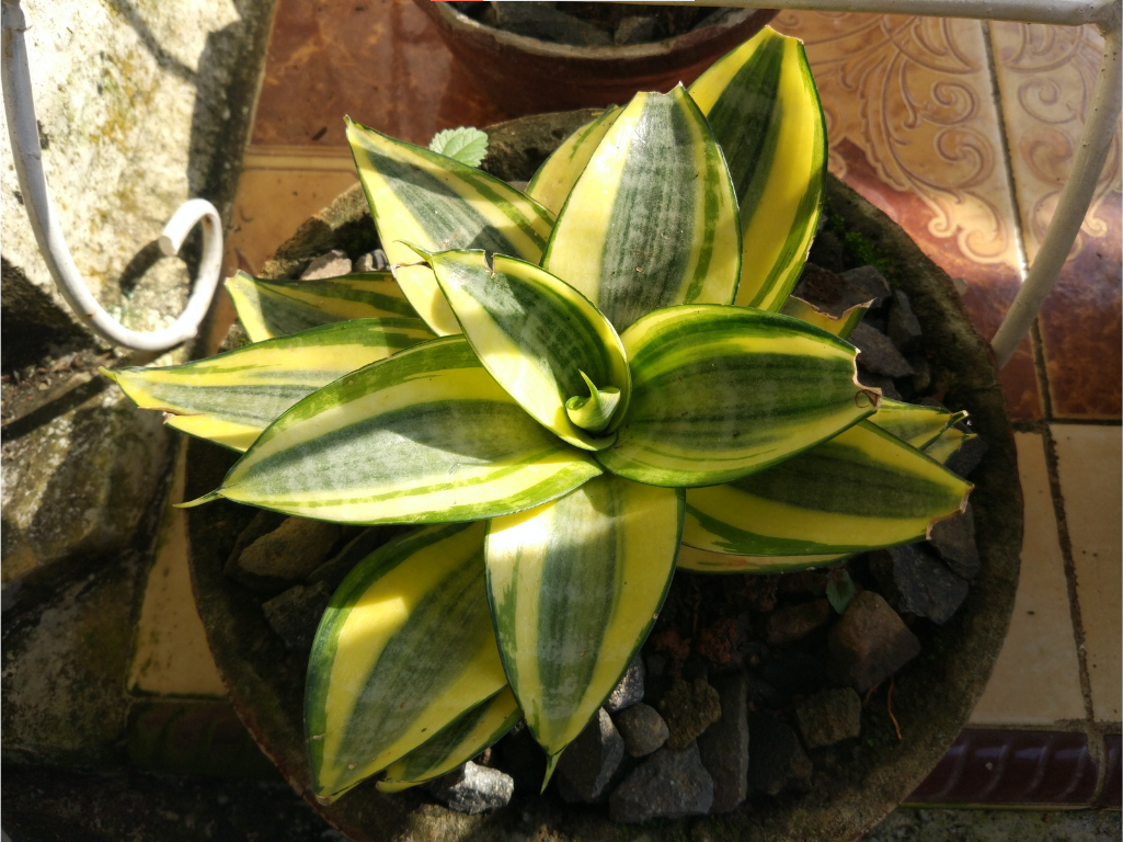 cây phong thủy cho mệnh Thổ