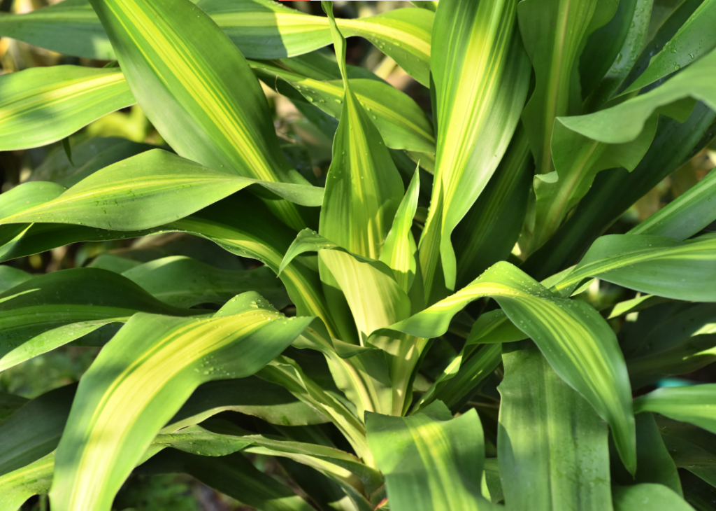 cây phong thủy trong nhà cho mệnh Mộc