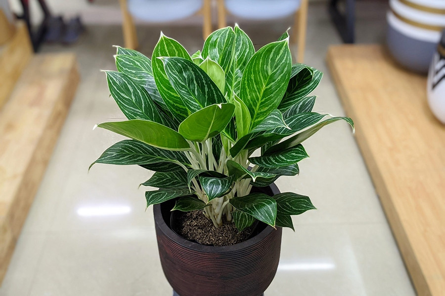 cây phong thủy để bàn cho mệnh Kim