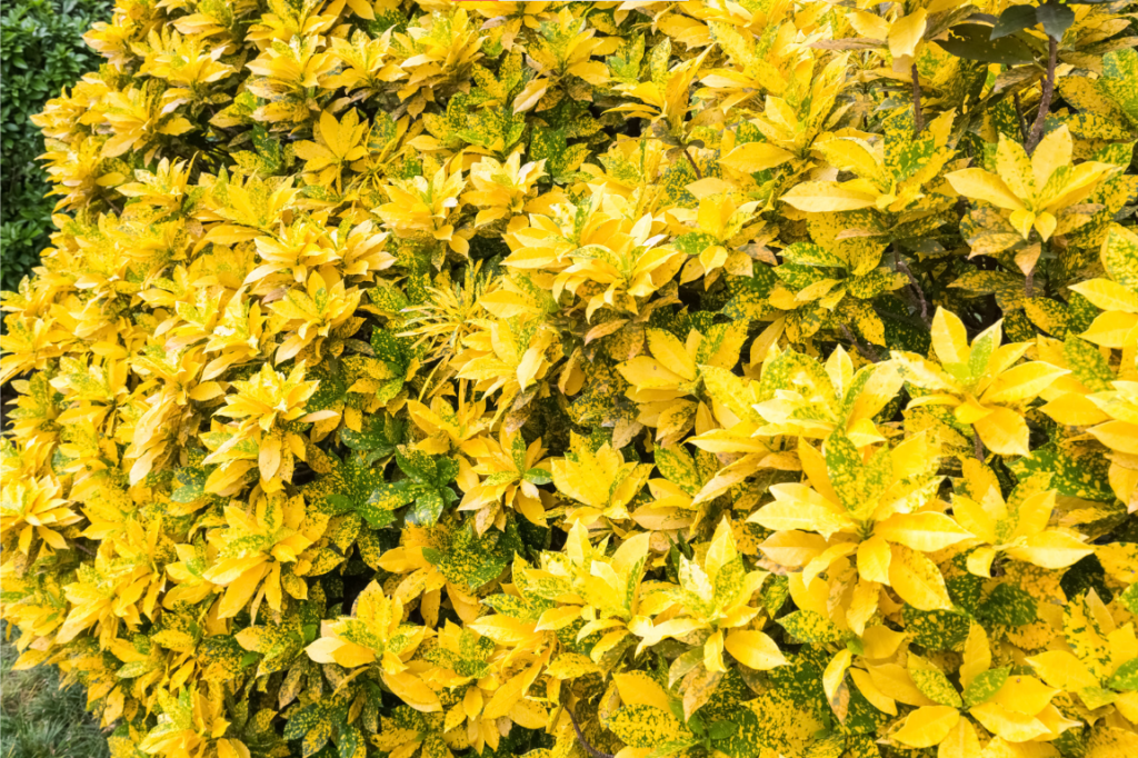 cây phong thủy phù hợp cho mệnh Thổ