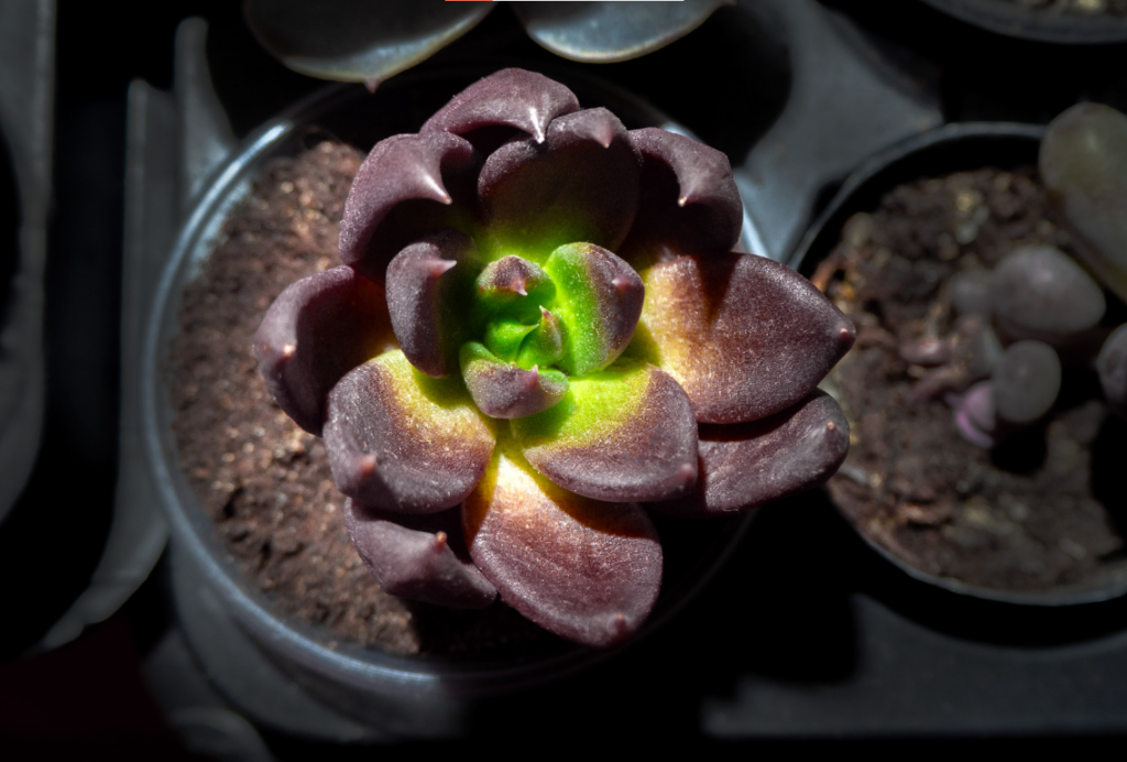 cây cảnh để bàn cho mệnh Thổ