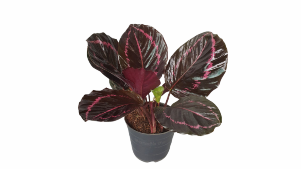 chậu cây để bàn cho mệnh Hỏa