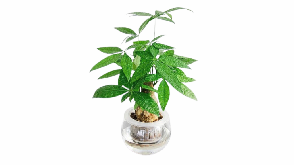 cây phong thủy để bàn mệnh Hỏa