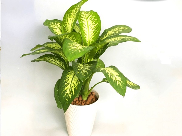 chậu cây phong thủy cho mệnh Mộc