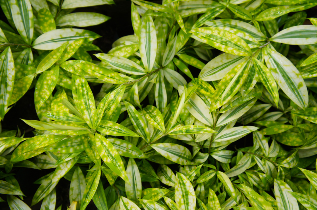 chọn cây cảnh theo phong thủy