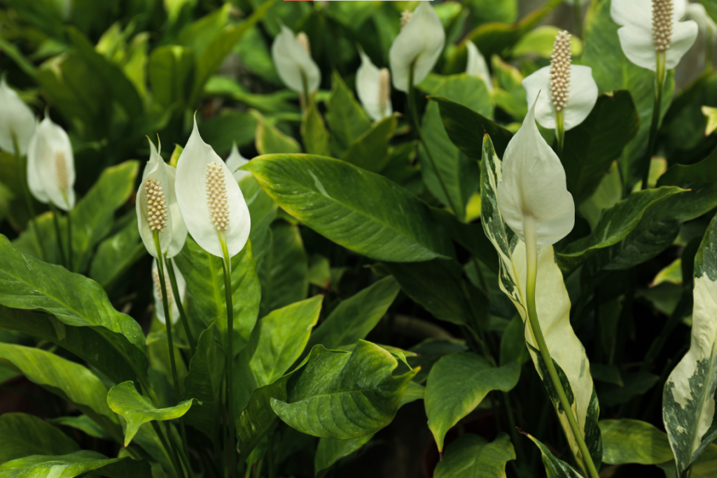 cây phong thủy Lan Ý cho mệnh Mộc