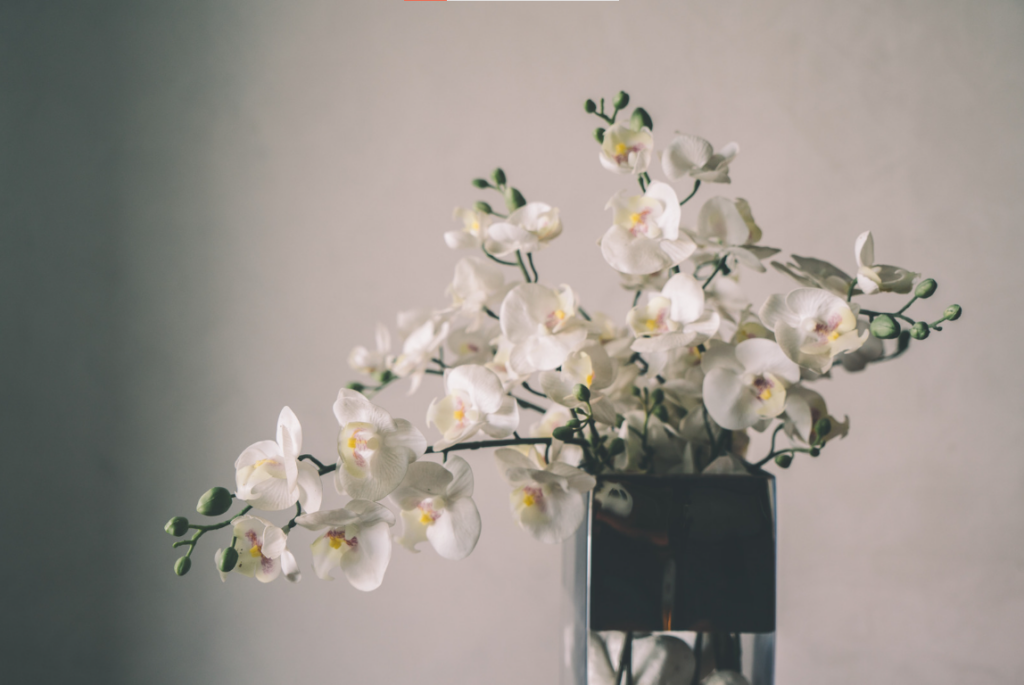 cây phong thủy cho mệnh Thủy