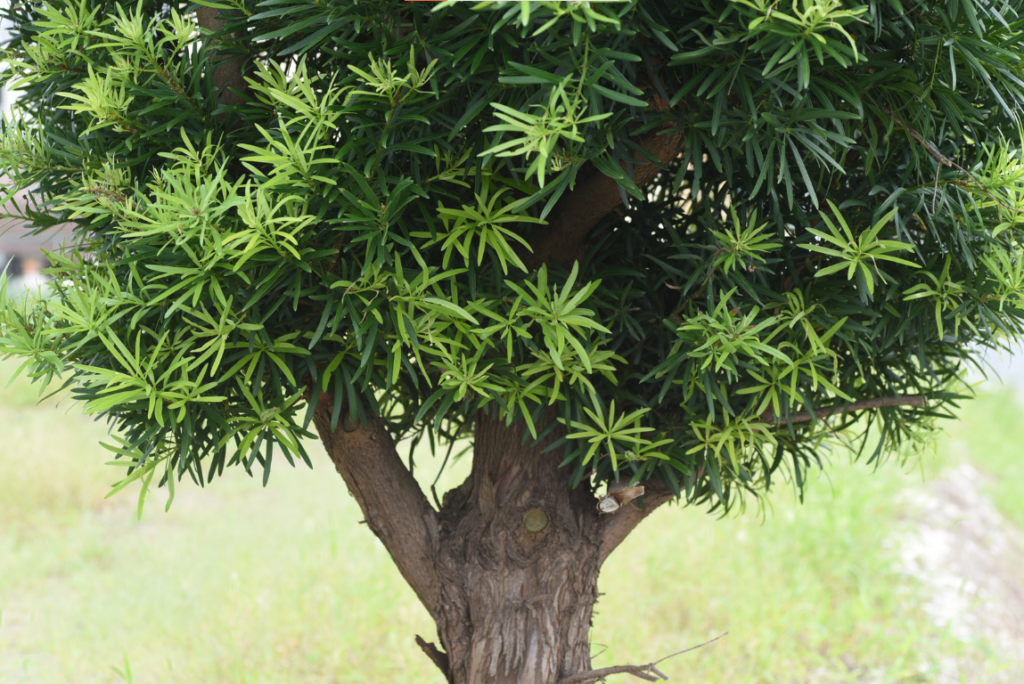 cây phong thủy cho 12 con giáp