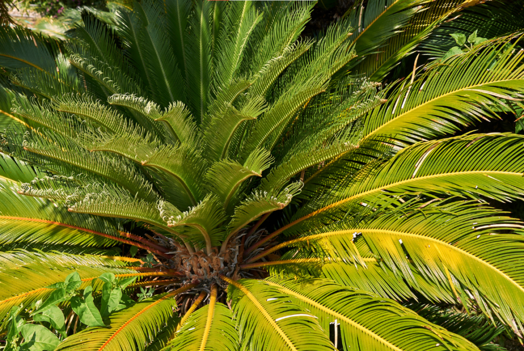 cây phong thủy tốt cho mệnh Mộc